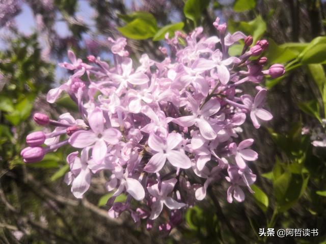 千千结里，暮春意徜徉，紫气更芬芳，丁香粉黛满城香