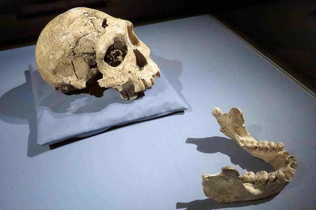 化石证据绵延超过150万年，我们远古的祖先直立人