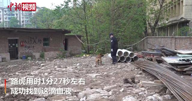 搜救犬多厉害？500平方米1滴血，搜救犬用时87秒就找到