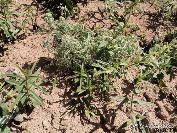 中药材除草无药可用？别着急，安全高效的中药材专用除草剂来了