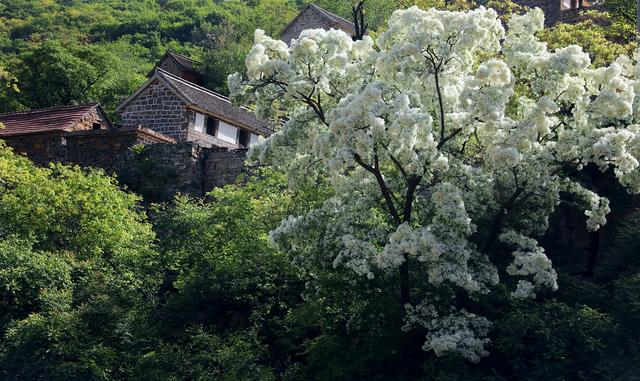 石大沟村流苏花进入盛开季节，满树白花，如覆霜盖雪