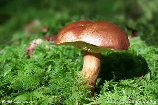 萝卜、白菜和土豆