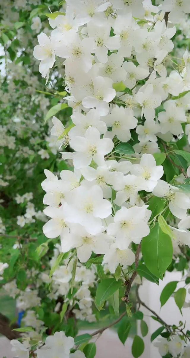 白海棠花如雪