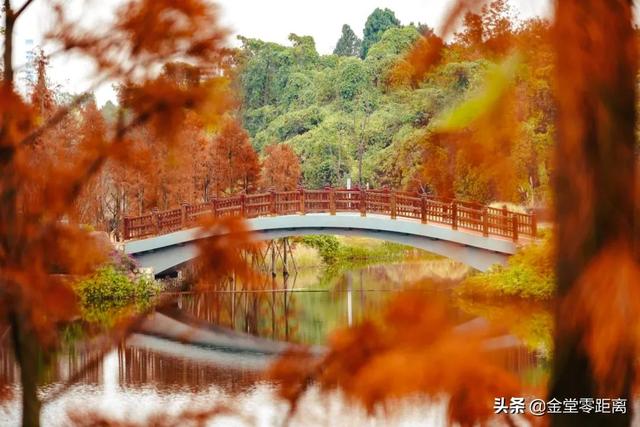 金堂光霧山！私藏在這處公園裏的冬日幻境