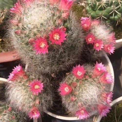 美花欣赏：仙人球开花，美不胜收