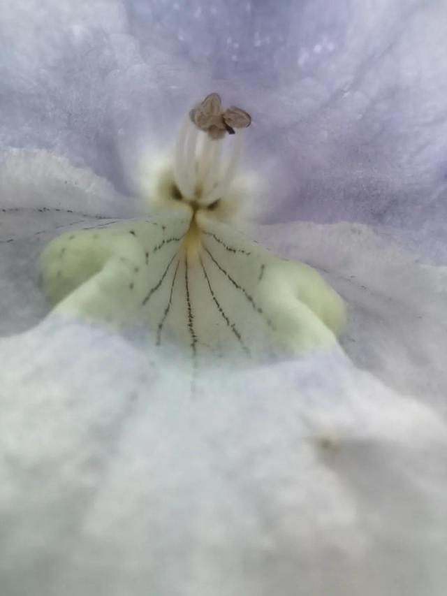 春暖花开——“疫”战到底