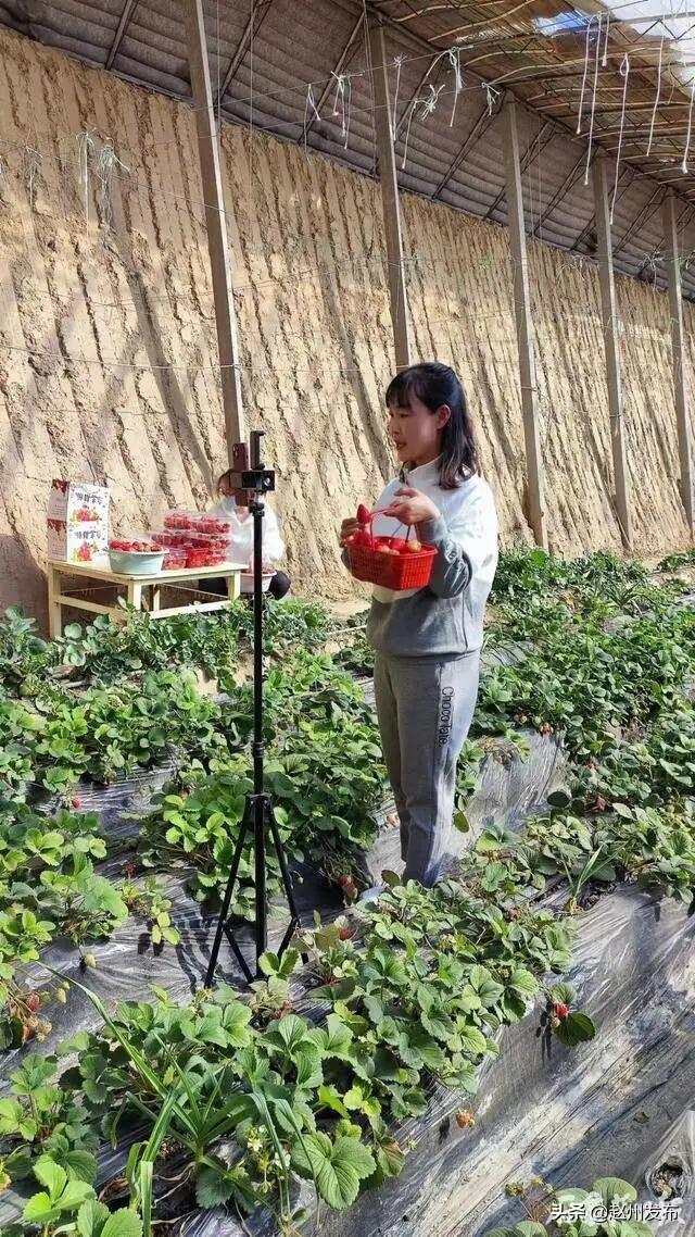 广州鑫农玉米芯破碎机