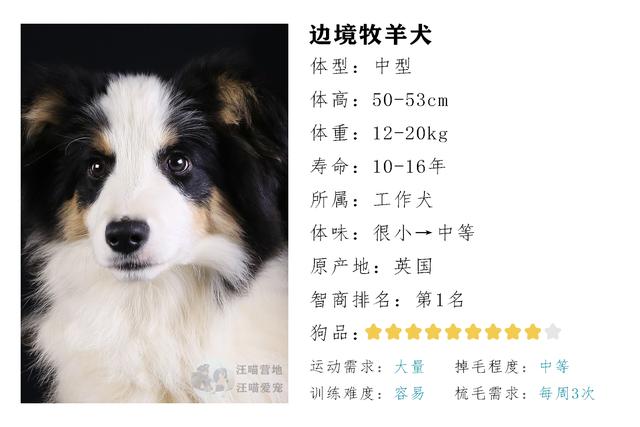 边境牧羊犬性格