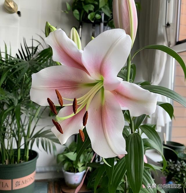香水百合