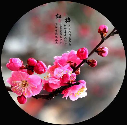 一直在等梅花开