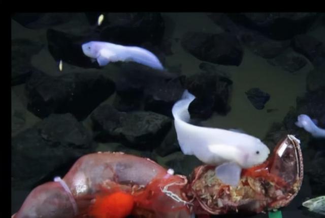 超出想象的深海世界