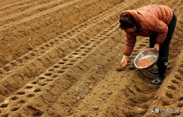 花生播种时间和播种技术要点知识总结5