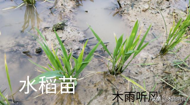 防止水稻倒伏用什么药？水稻插秧前后，如何管理更好？