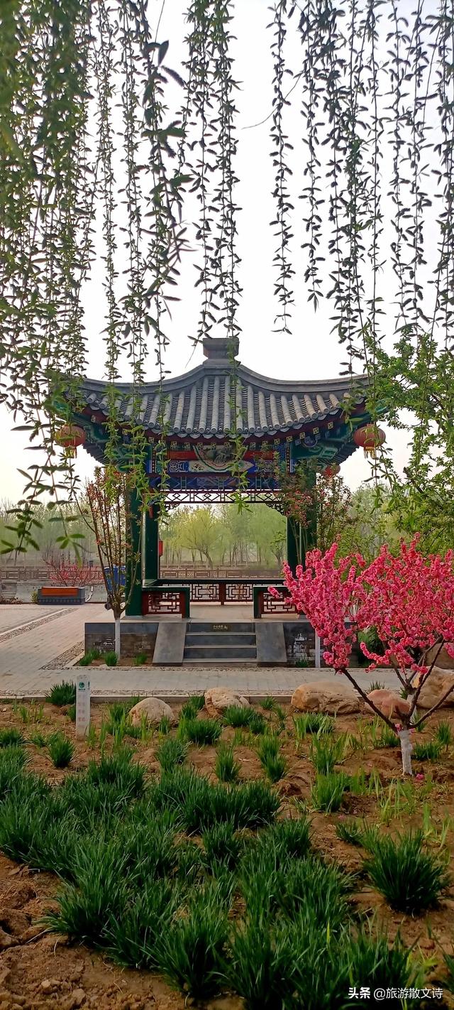 花开杨柳青