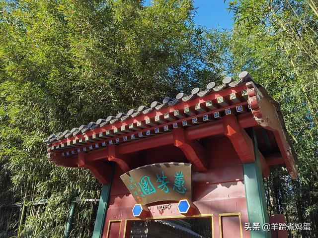 未等冬寒至 梅已報春香——北京中山公園臘梅提前綻放 盡顯芬芳