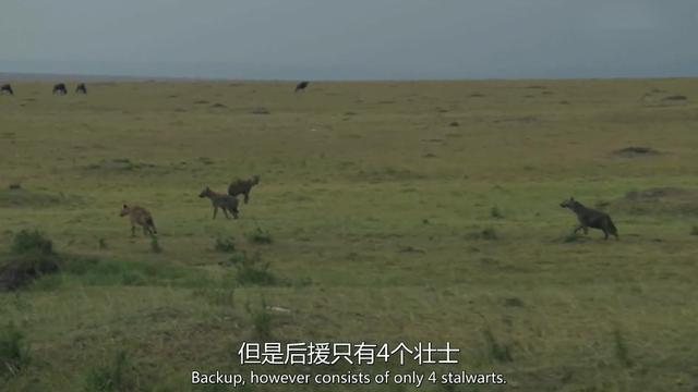 狮王大战鬣狗的真实场面（狮王被兄弟戴绿帽子）(3)