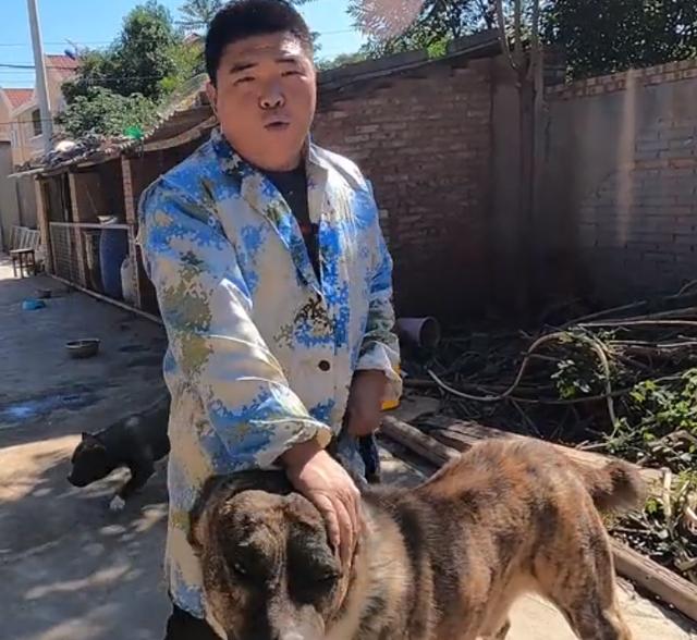 黑色罗威纳犬狗仗人势（豫西小丁全网人仗狗势）(24)
