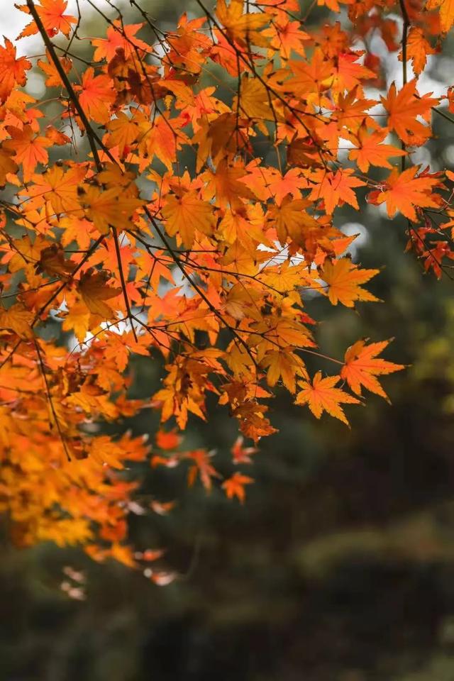 普陀山风景美不美（让普陀山的风景温暖你）(23)