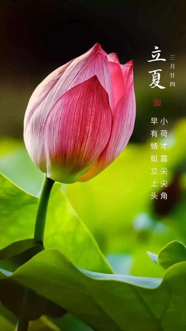 今日立夏节气