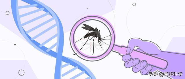 美国将放24亿只转基因蚊子，科学家：巴西曾孕育出超级蚊子