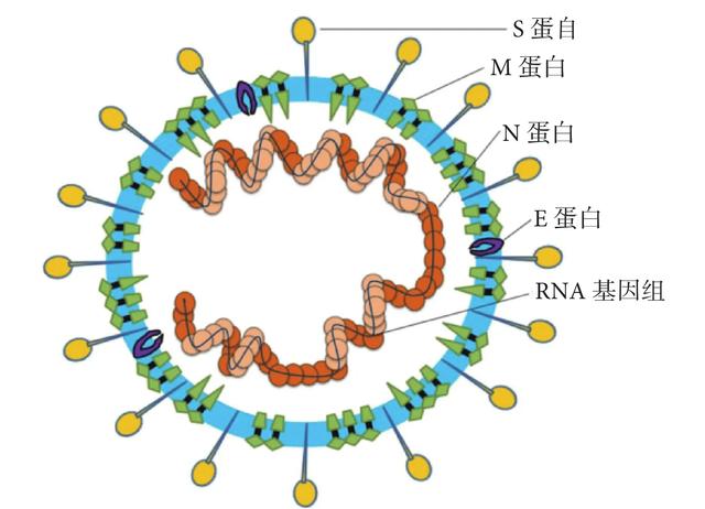 联盟号飞船为何要将冠状病毒蛋白质，运往国际空间站？
