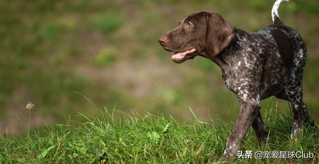 短毛大型犬