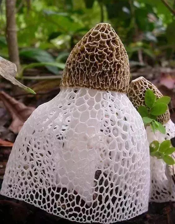 世界上最奇怪的几种蘑菇,21种世界上最奇特的蘑菇