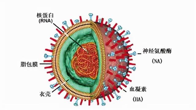 联盟号飞船为何要将冠状病毒蛋白质，运往国际空间站？