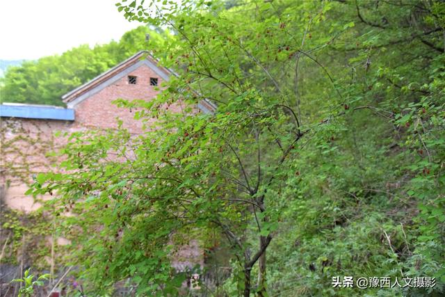 大妈用一辈子心血修筑深山花园，果树花草围绕，藤叶制成绝味美食