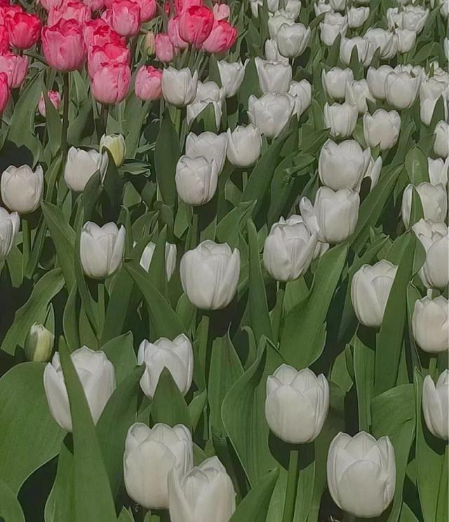 花是蓬勃的期许，是生命的礼遇，是春天的信使
