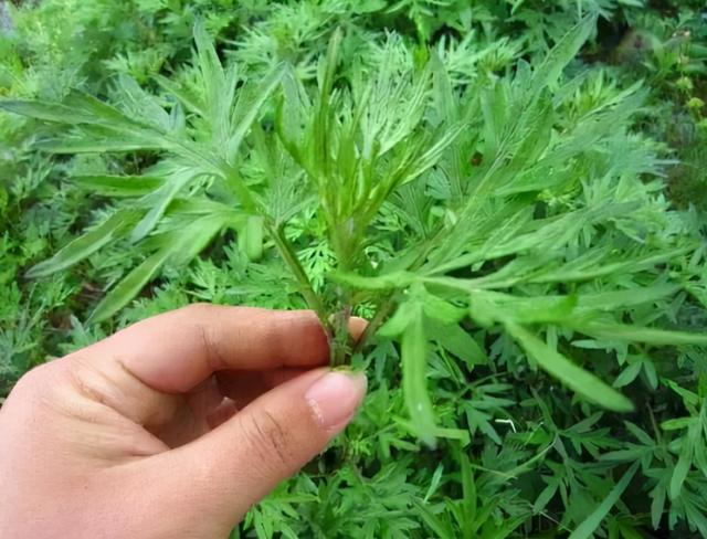 睡前坚持用艾叶泡脚，或能帮你改善这5种问题，不妨试试