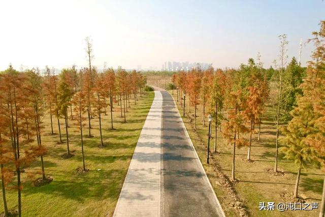 沌口三角湖公園太美啦！喊你來拍照，隨手一拍就是大片