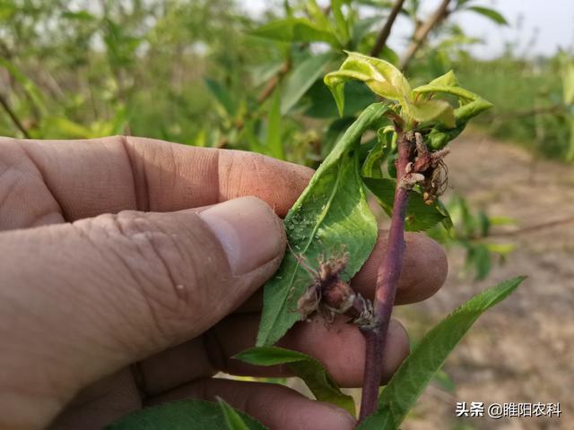 防治桃树上的蚜虫和食心虫，用这一个配方，一次就能杀干净