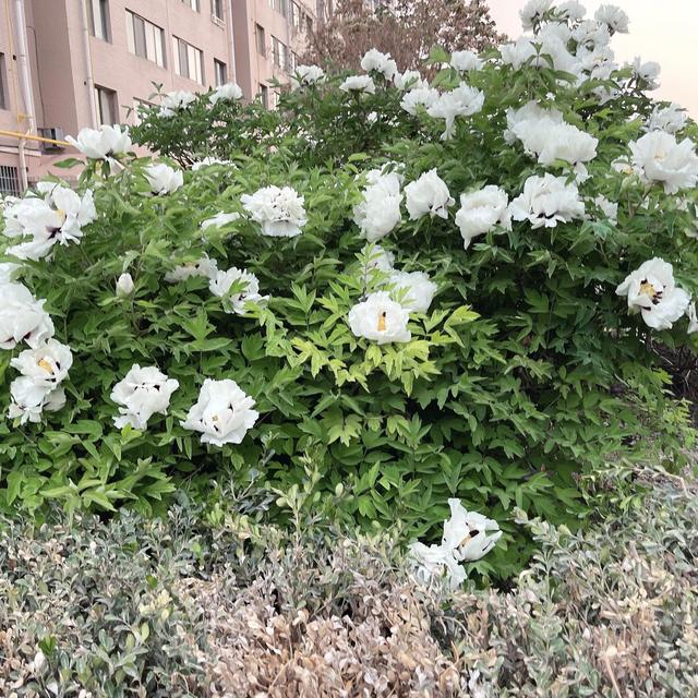 春日无尘日 晴好光明媚 百花开灿烂 万物显生机 元姆