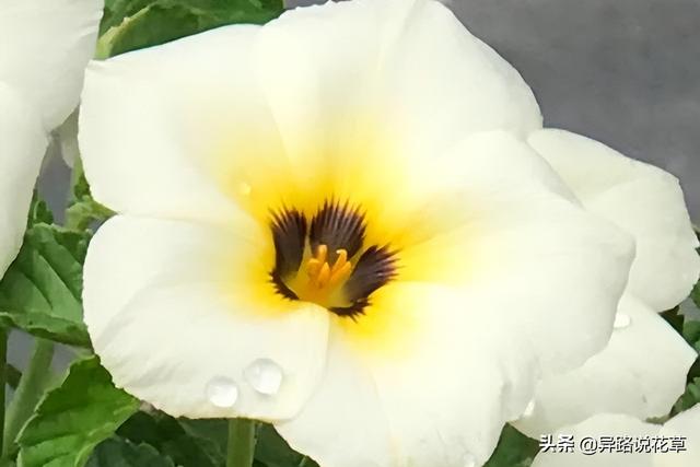 太阳花的象征意义 太阳花的象征意义（太阳花的象征意义是什么作文） 生活