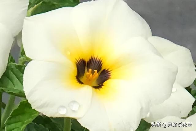 太阳花的象征意义