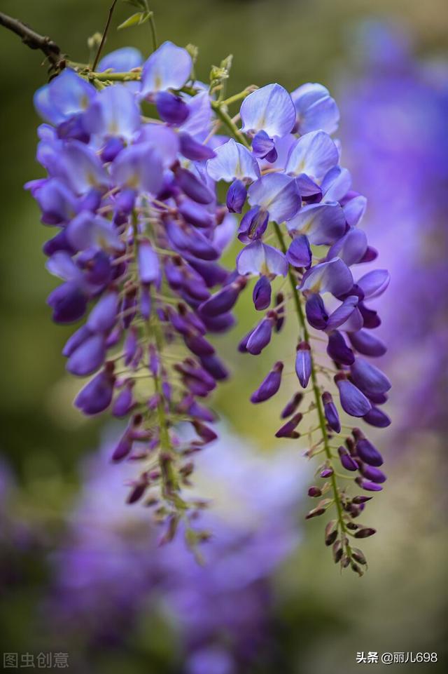 藤花前——独过静心斋