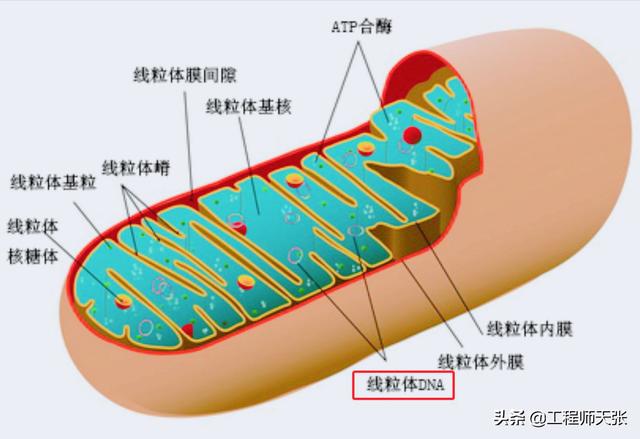杭州杀妻案细节曝光！常规方法无效，最后线粒体DNA技术锁定证据