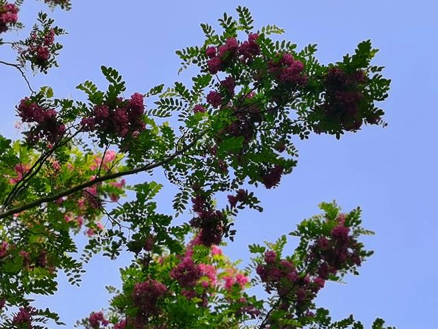 红色的槐花