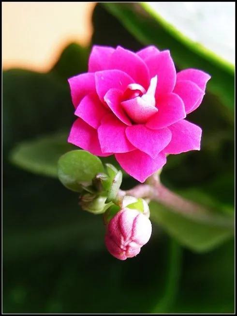 8款高颜值长寿花(三种人不能养长寿花)