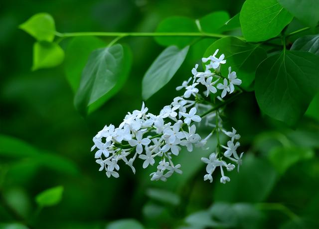 色丁香花 色丁香花(白色丁香花) 植物