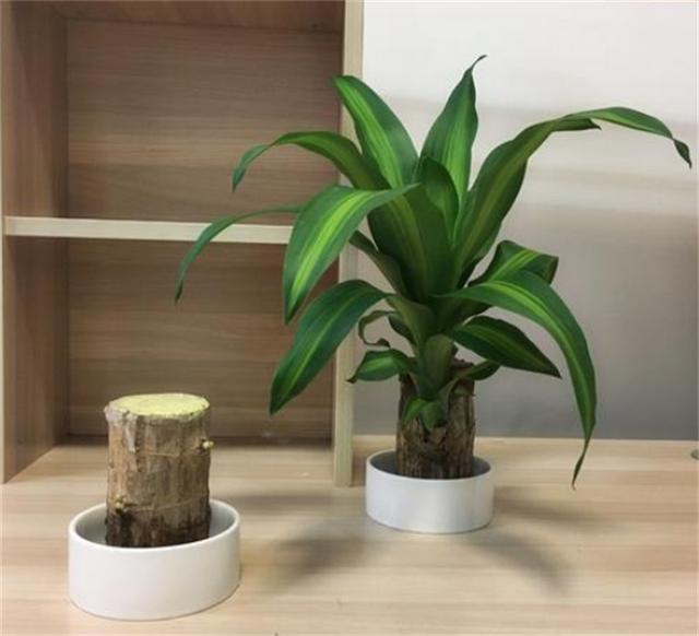 室内适合养的18种植物