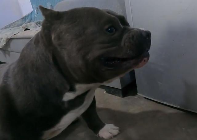 黑色罗威纳犬狗仗人势（豫西小丁全网人仗狗势）(27)