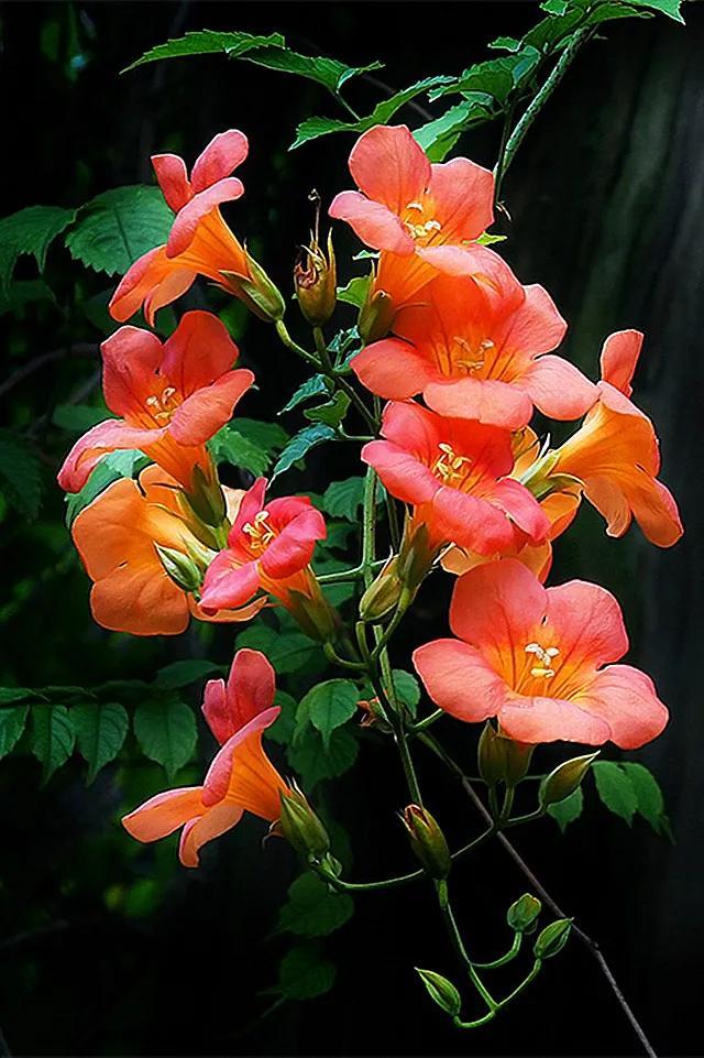 凌霄花开红艳艳