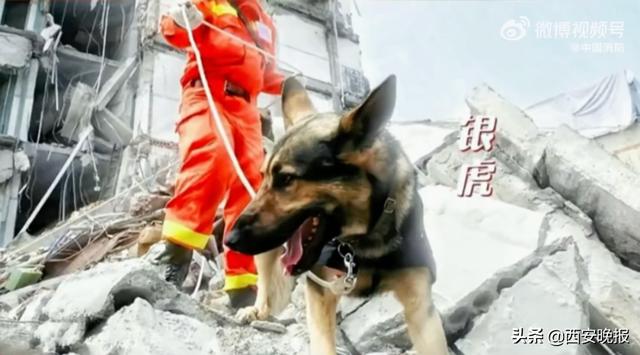 再见小英雄！67只汶川地震搜救犬已全部离世