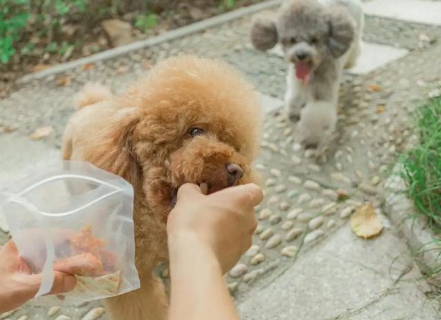 泰迪犬怎样训练