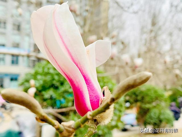 玉兰花花语