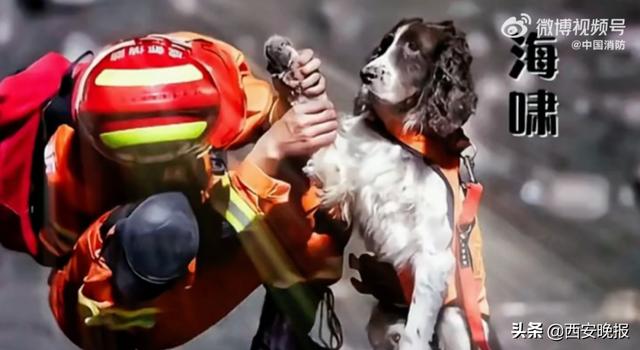 再见小英雄！67只汶川地震搜救犬已全部离世