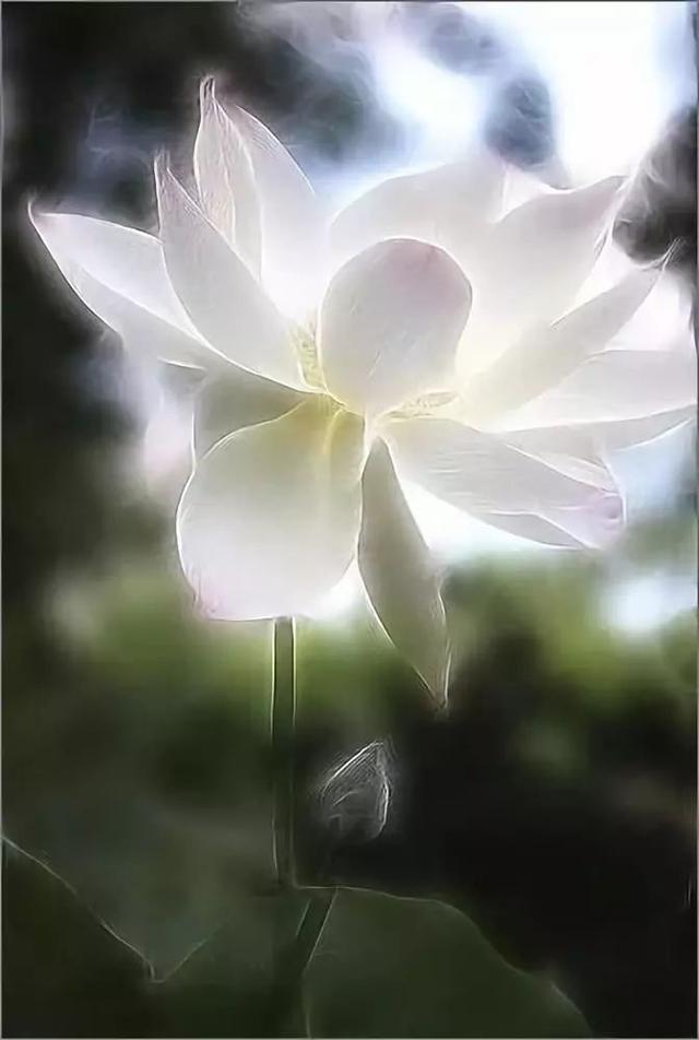 诗一首：流连在荷花深处