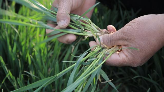 小麦春季除草，越早越好吗？注意4点，效果好，农户别错过2